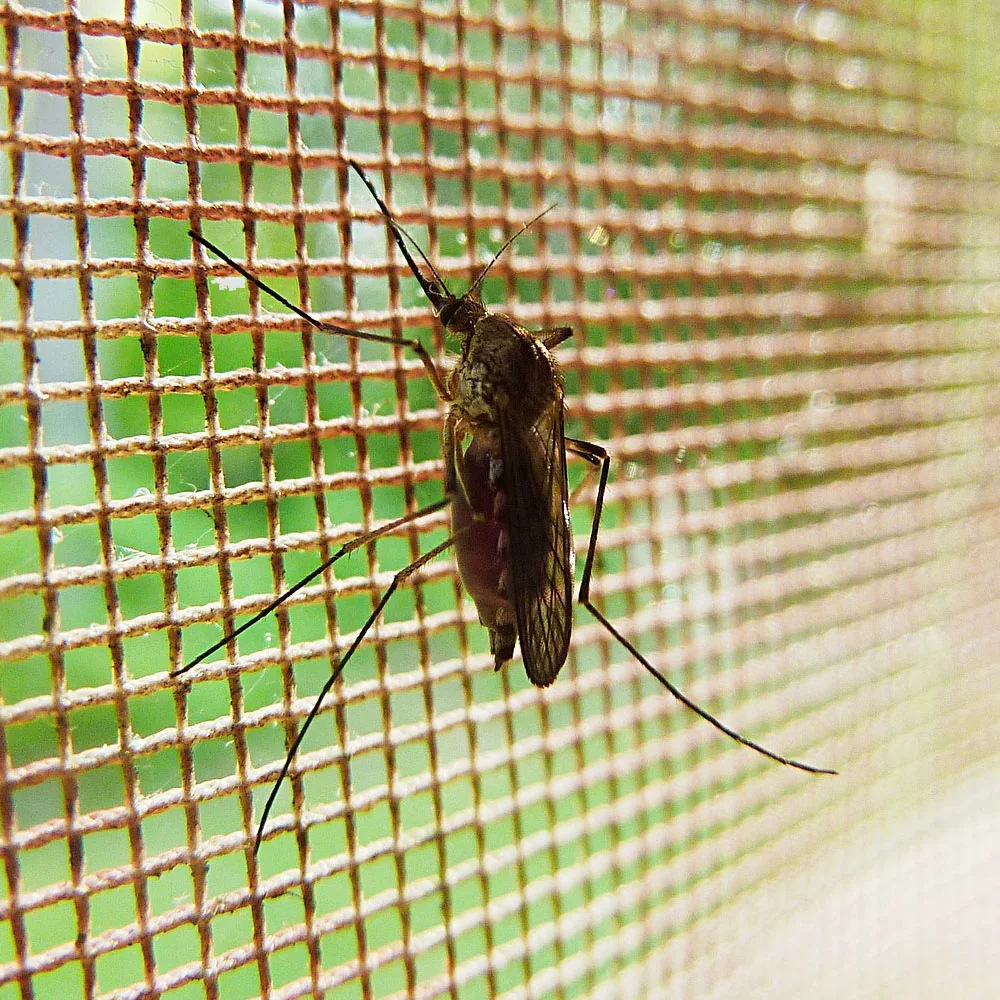Insektenschutz von der Glaserei Laugesen in Verden